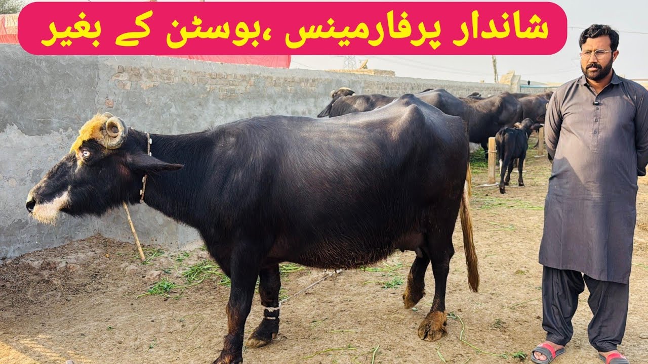 Live Milking Dera Syed Hassan Nawaz || Pure Nili High Milking Buffaloes || Pak Buffalo Tv 