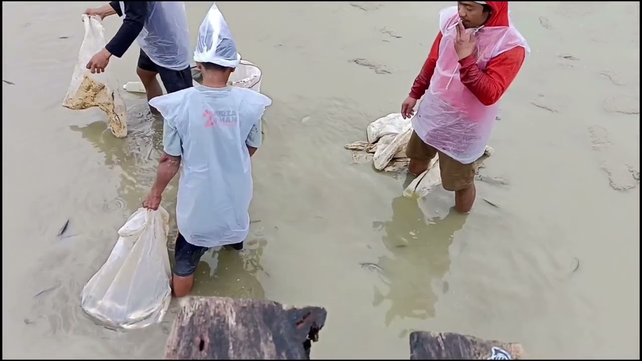 Cek Proses Panen Ikan Nila di Lampung Barat Gaisss!!! 