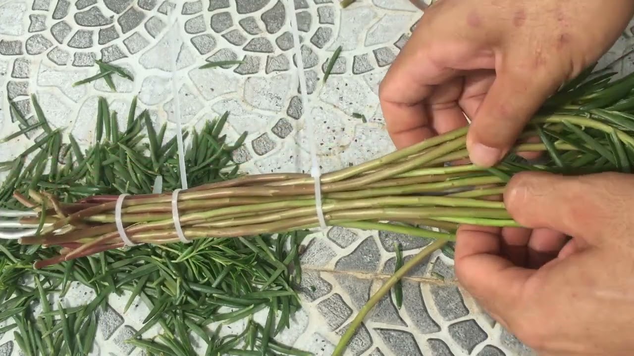 Cách làm bonsai hoa mười giờ có giá đở tuyệt đẹp/ How to make a beautiful ten o'clock flower bonsai