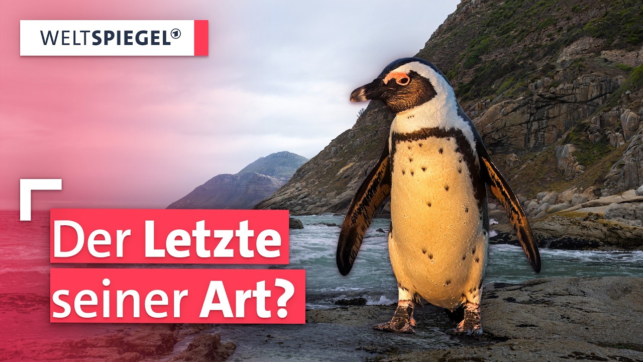 Kampf ums Überleben: Warum die Brillenpinguine aussterben könnten | Weltspiegel