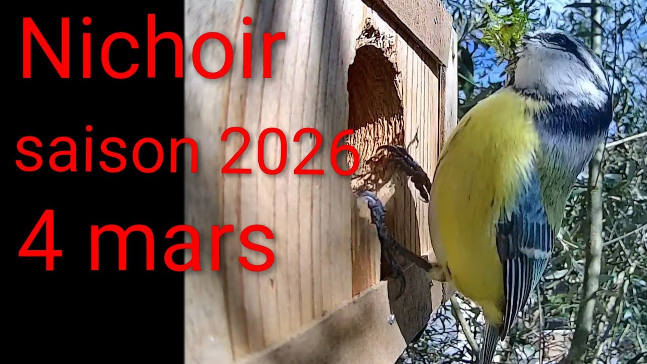 Nichoir saison 2026: 4 mars nidification des mésanges bleues #nichoir #nature #birds