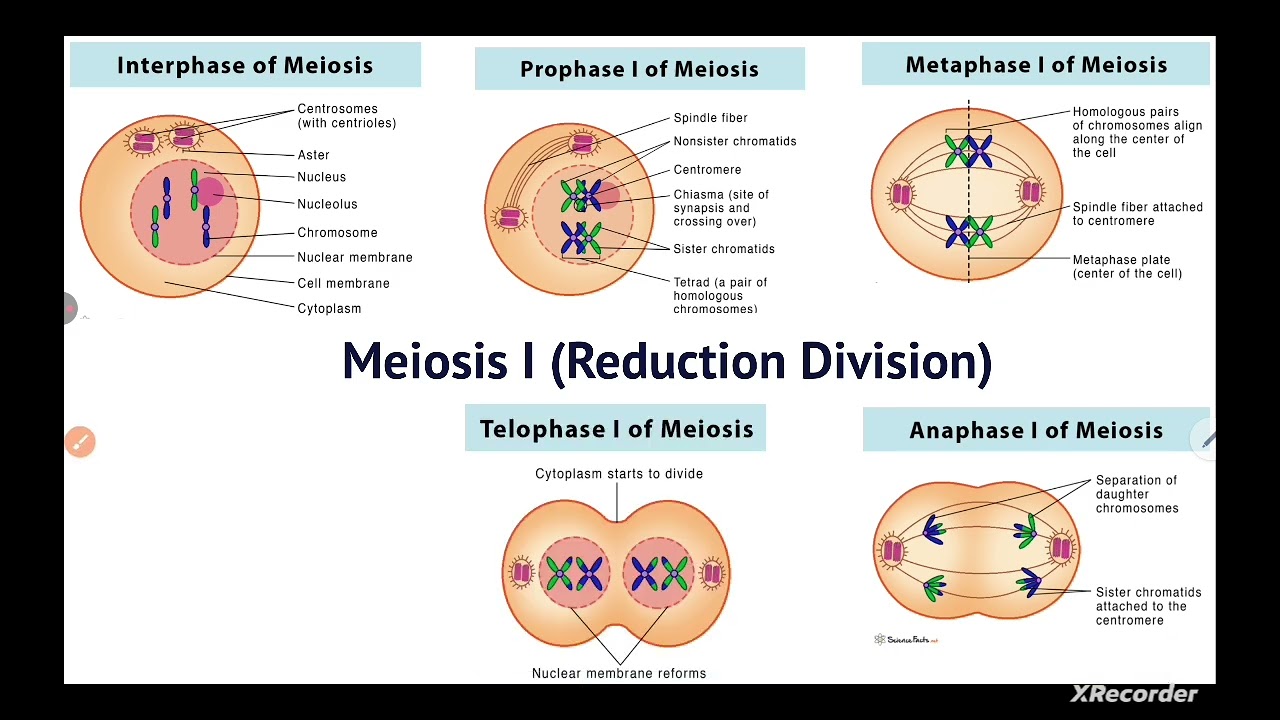 @HR_Academy-SA Meiosis grade 9 biology (English and Urdu)