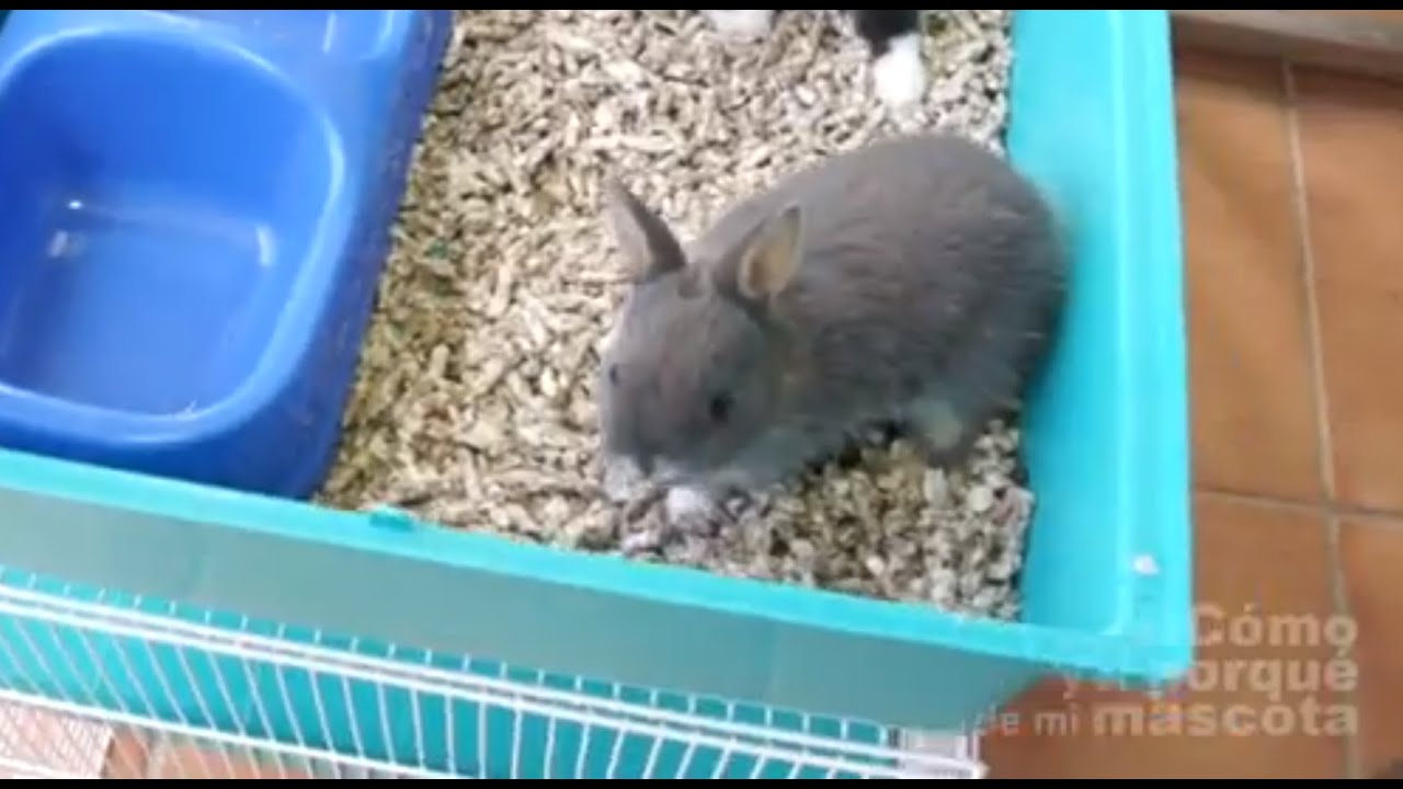SAVJETI - Najbolja stelja za vašeg ljubimca