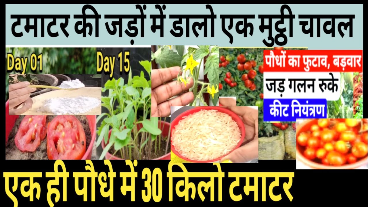 टमाटर के पौधे में जड़ों में सिर्फ एक मुट्ठी चावल डालने से 15 दिनमें देखो टमाटर के एकपौधे में 20 किलो