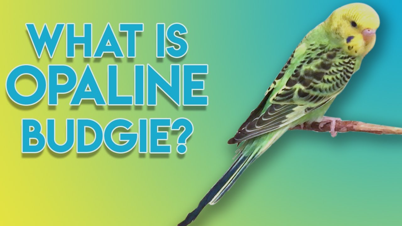 What is Opaline Budgie? (THE OPALINE GENE)