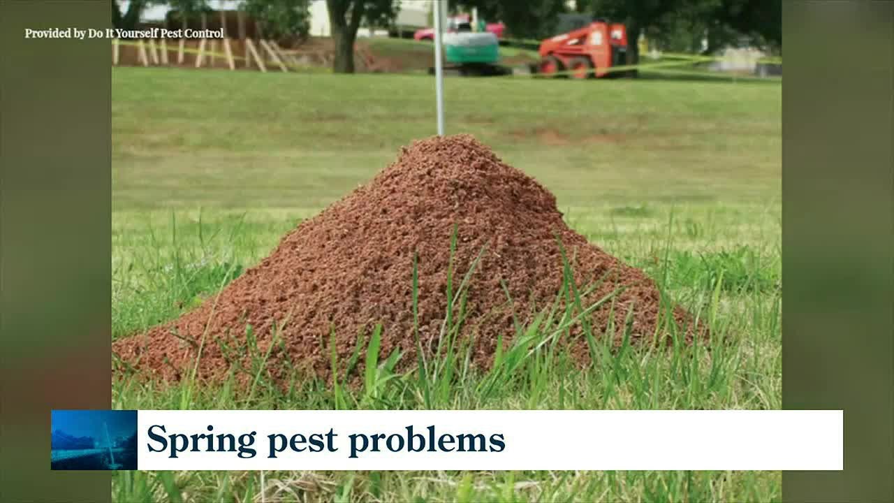 Keep pests away this Spring
