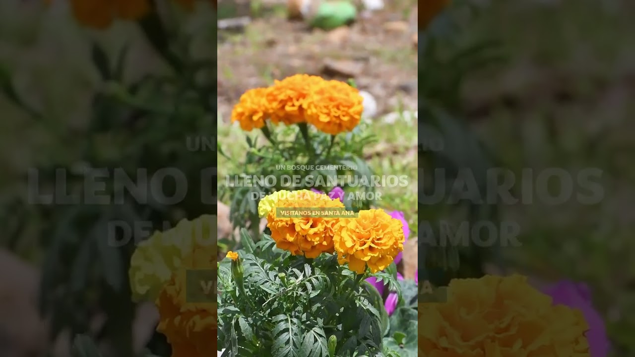 Alta Loma es &uacute;nico. #bosquecementerio #amor #naturaleza