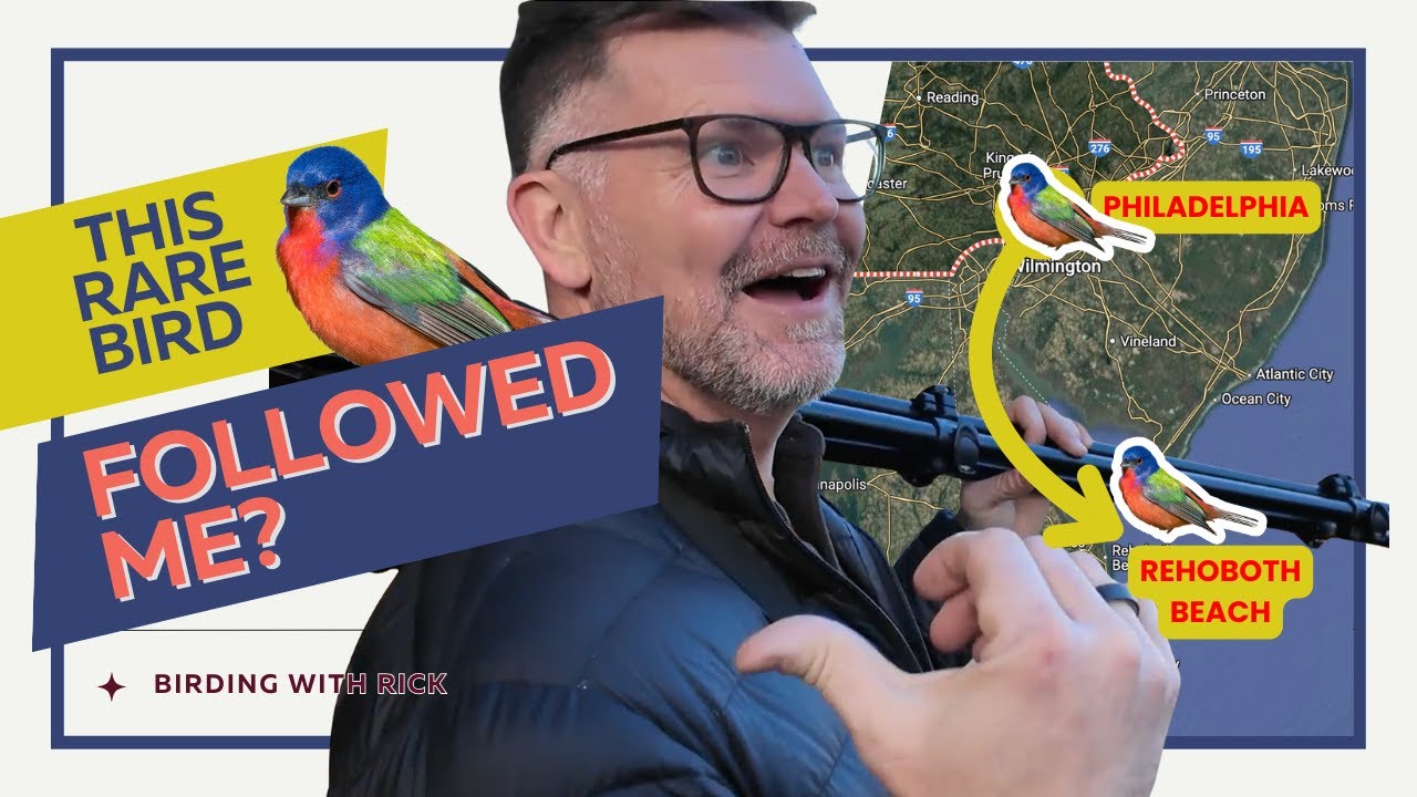 Where to See the Painted Bunting in Philadelphia & Delaware
