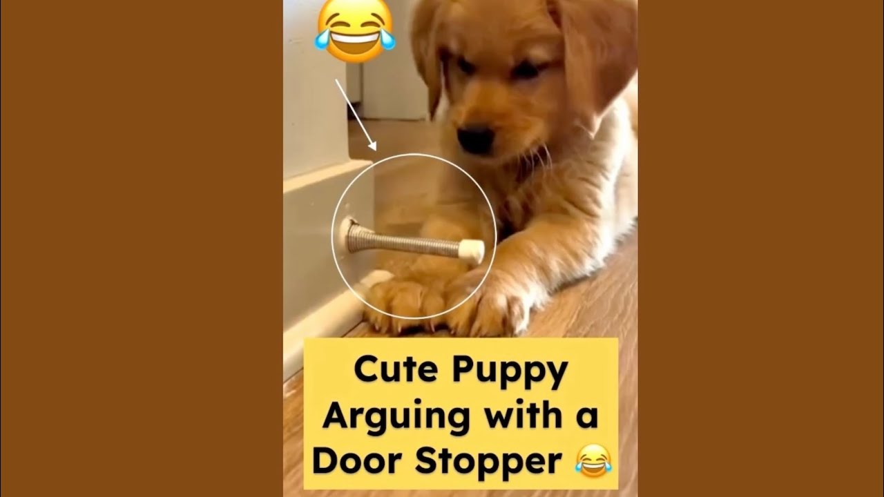 Милый щенок борется с дверным стопором 😂 # смешно, 