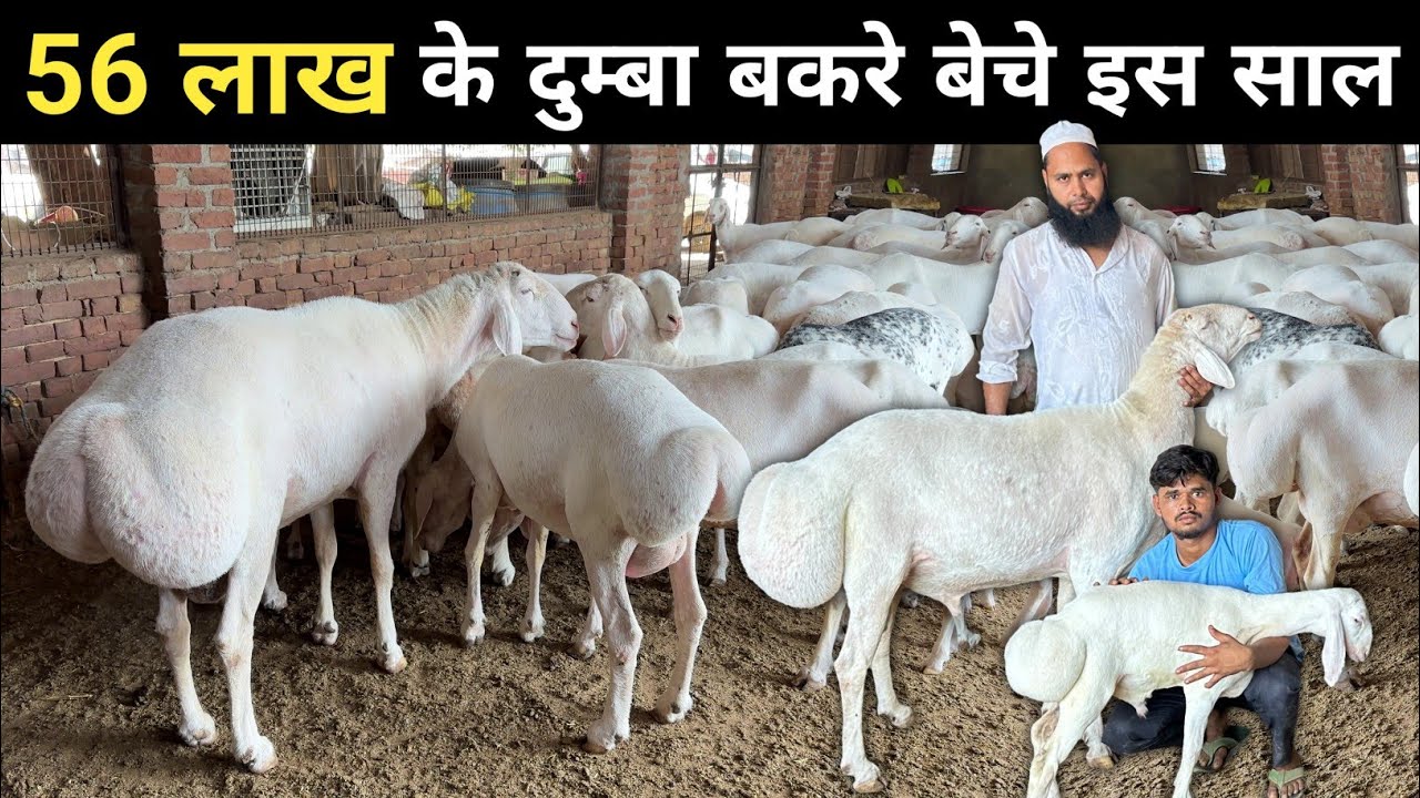 दुम्बा पालन से इनकी चांदी ही चांदी | Turkey Dumba Sheep | Dumba Goat Farm | Fat Tailed Sheep Farming