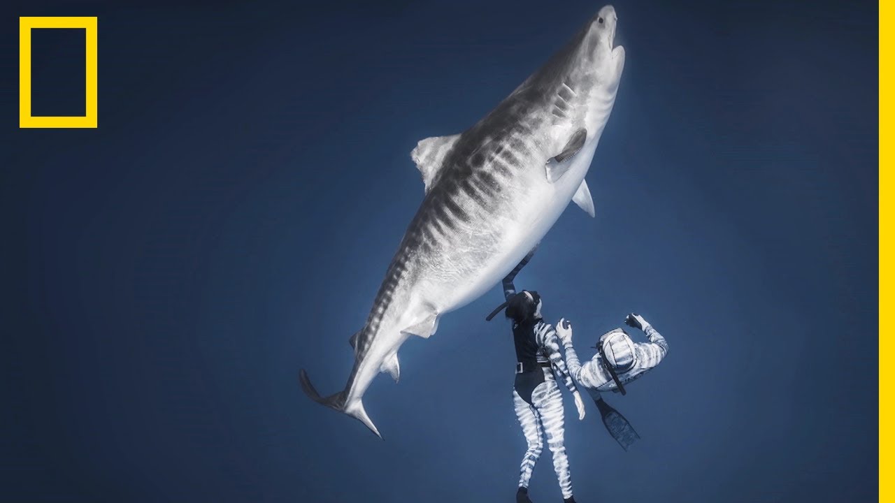 Le plus grand requin-tigre | SHARK FESTIVAL