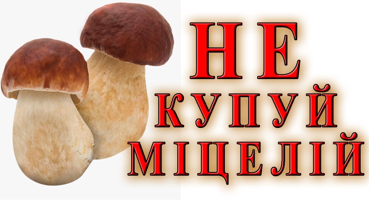 Міцелій білого гриба НІКОЛИ не купуйте, якщо не хочете, щоб з вас сміялись