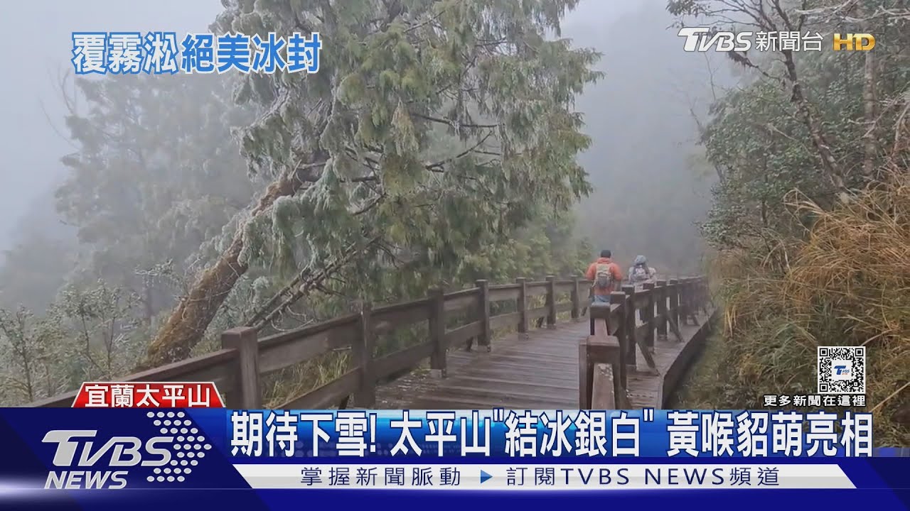 期待下雪! 太平山「結冰銀白」 黃喉貂萌亮相｜TVBS新聞 @TVBSNEWS02