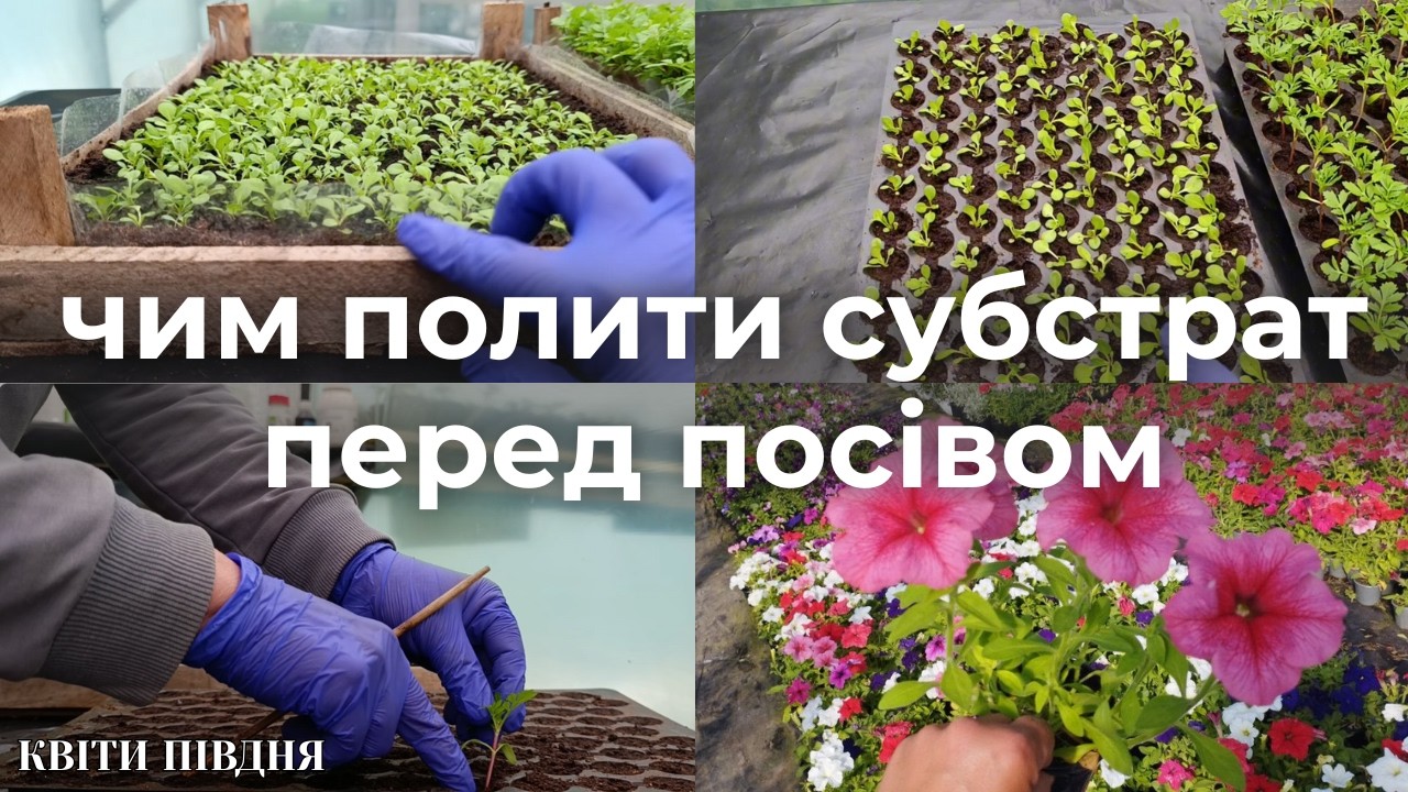 ДЛЯ ЧОГО Я ПІКІРУЮ ПЕТУНІЮ