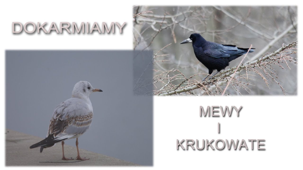 Dokarmiamy mewy i krukowate