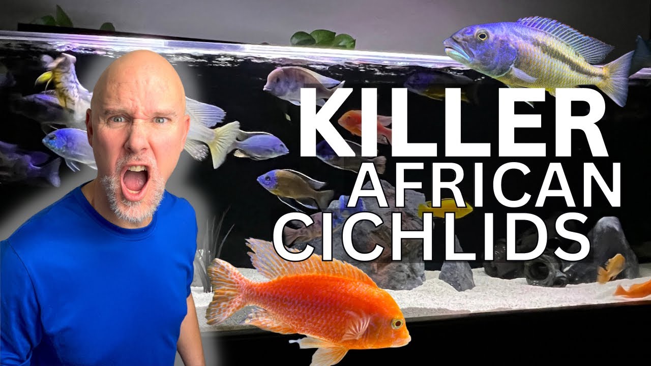 5 Tips How to STOP African CICHLID AGGRESSION