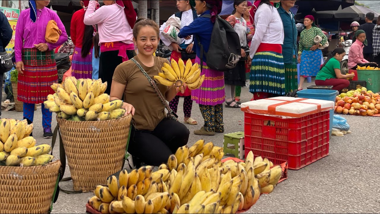 Harvesting ripe banana gardens to sell at highland markets
