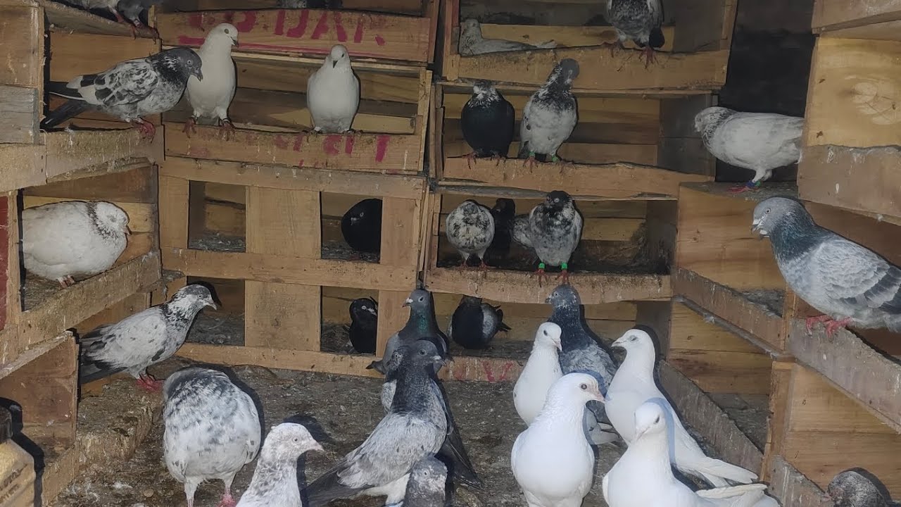 Onley shock 🙀 pigeon 🐦 lovers 💖