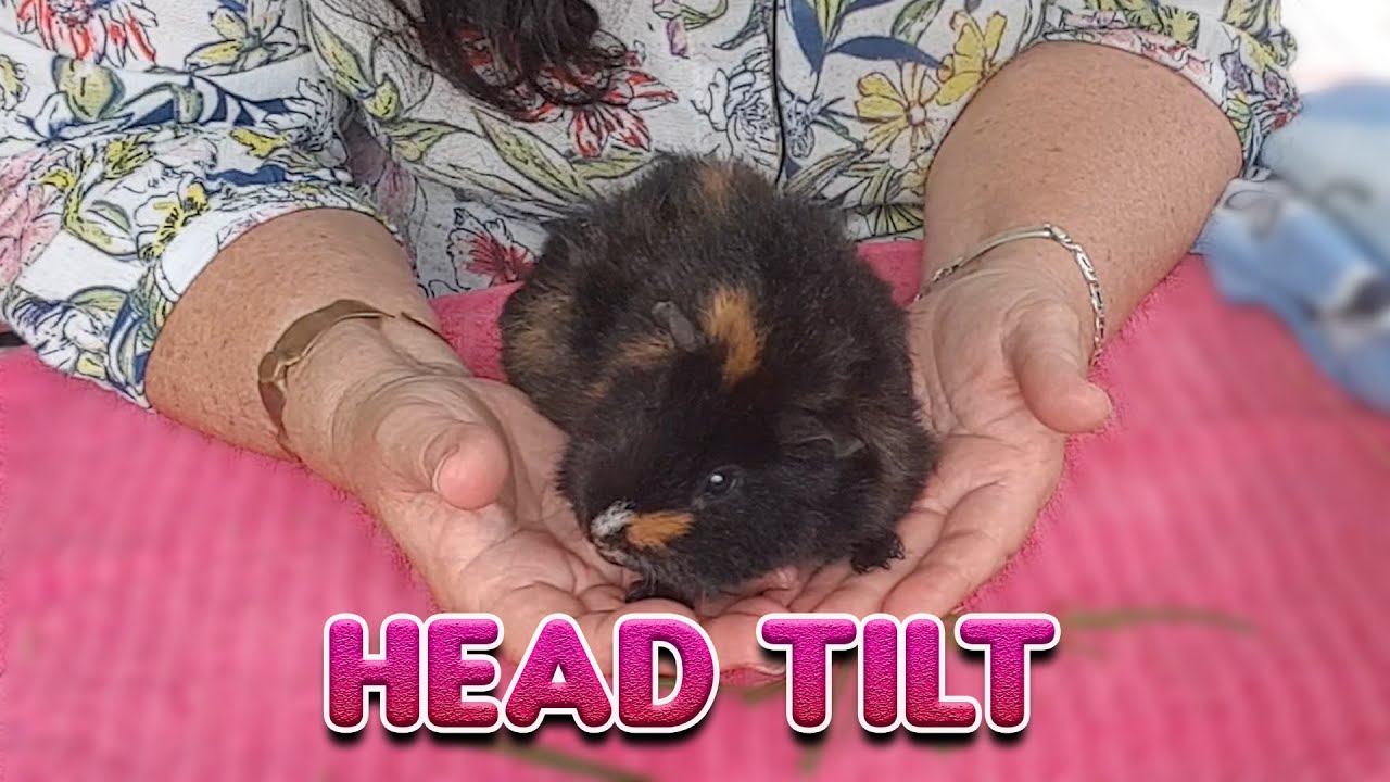 Guinea pig head tilt - what can be the issue