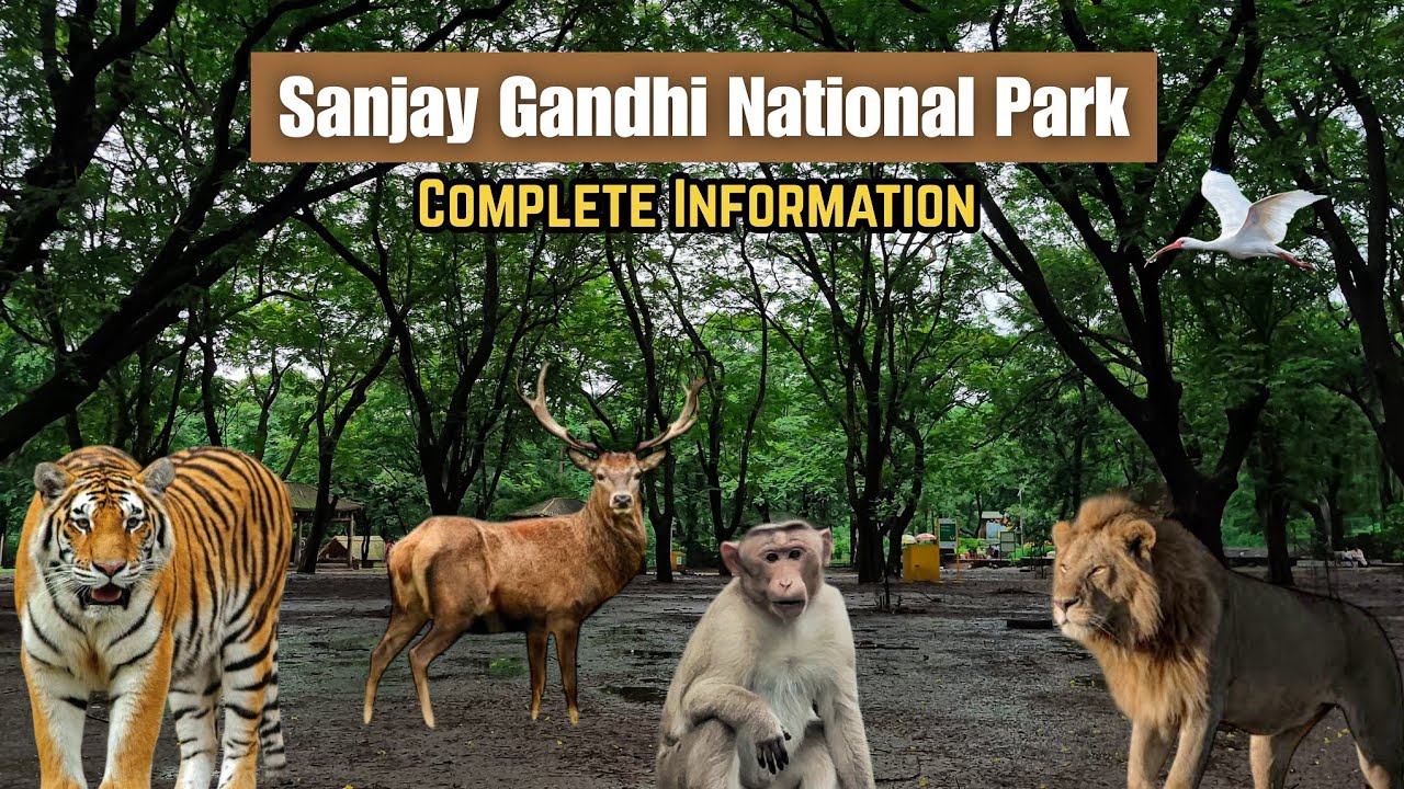 I Saw Cage Free Tiger 😱 in Sanjay Gandhi National Park 🌳