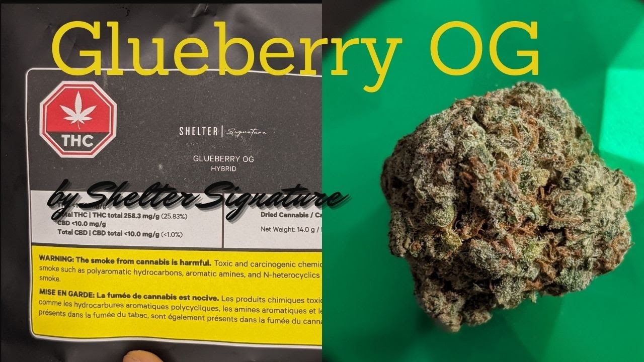 Shelter Signature - Glueberry OG - Legal Cannabis Review