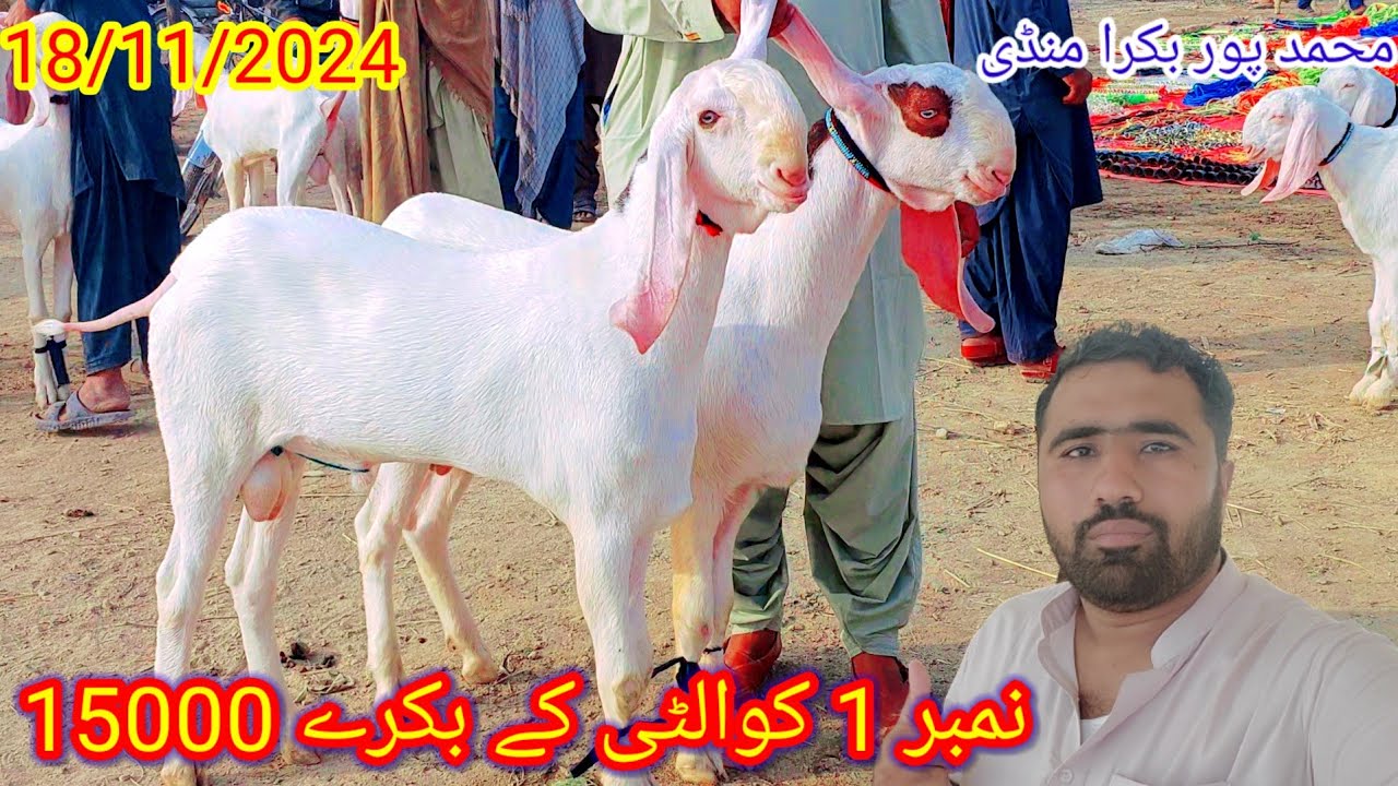 Mohammadpur Bakra Mandi. A1 quality Rajanpuri Qurbani 2025 goats and pregnant goats, kids  goats