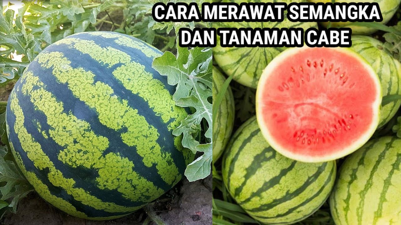 ,Cara menggunakan ASAM HUMAT Pada Tanaman Semangka