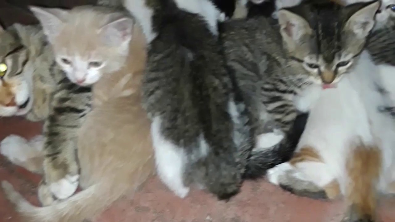 Mom cat calls her kittens to breastfeed