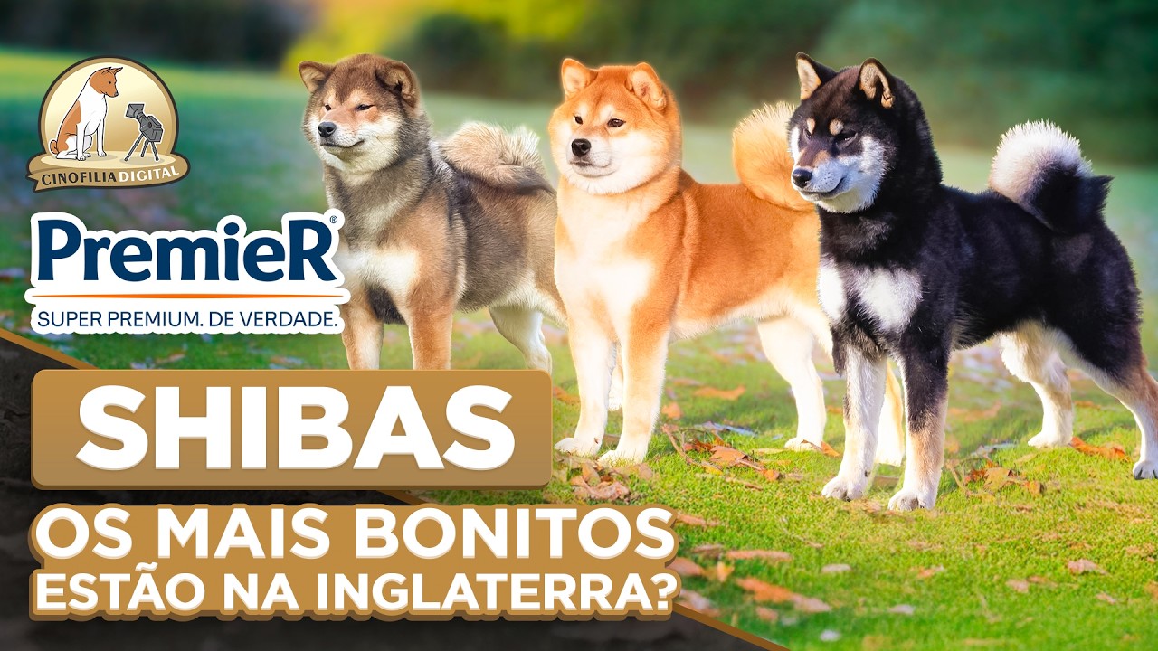 Shiba Inu em Crufts 2025 | Cinofilia Digital