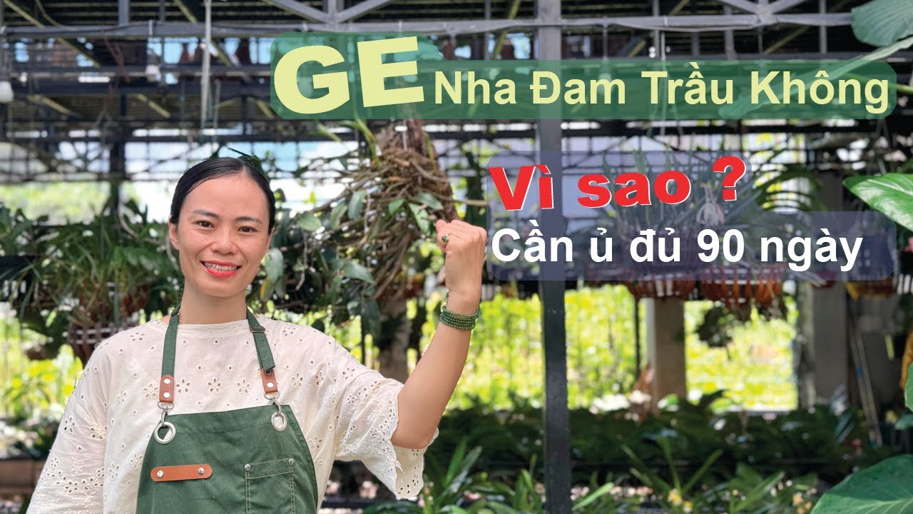 GE nha đam trầu không vì sao cần ủ đủ 90 ngày?#orchid#hoa lan#orchid care#Aloe Vera