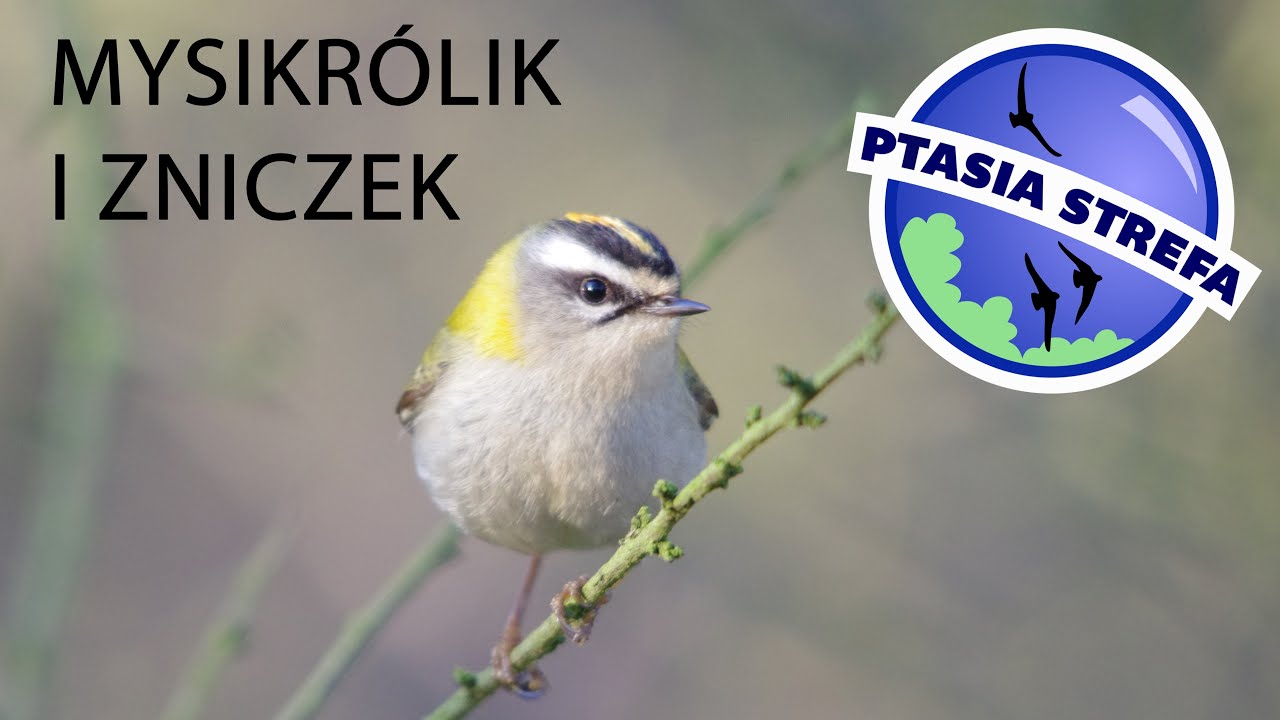 mysikrólik i zniczek
