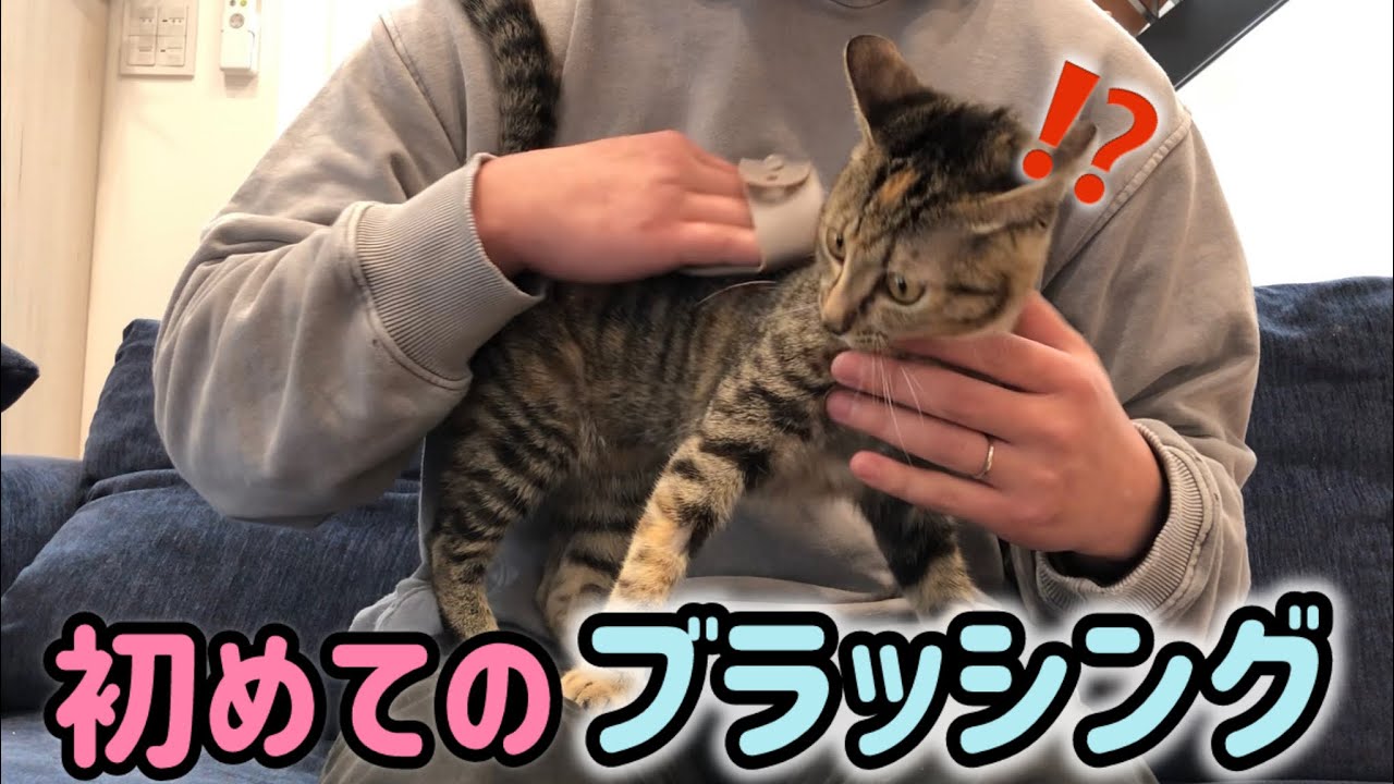 【初ブラッシング】なんか思ってたのと違う…