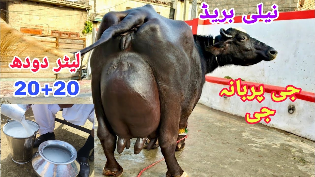 لیاقت پربانہ کلیانوالہ |4بھینسیں برائے فروخت12 اپریل Pure Neli Ravi Buffalo For  Sale on Eitfaq Tv