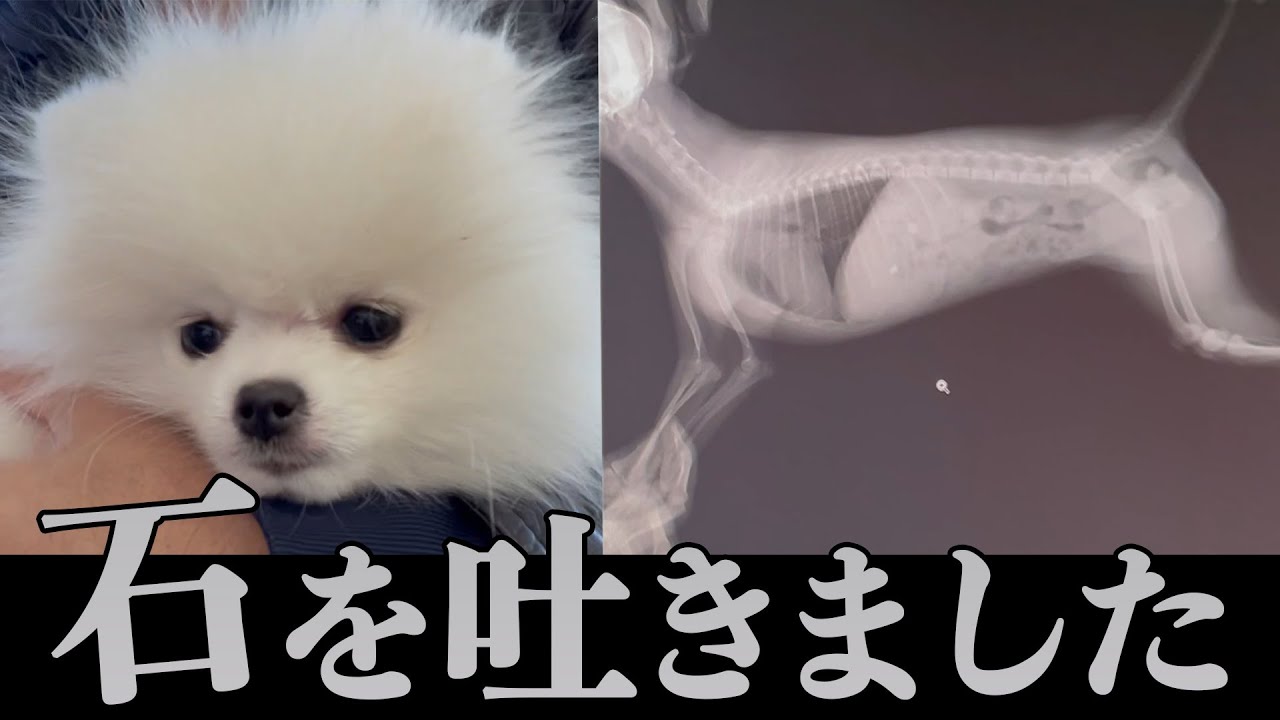 【緊急事態】石を吐いたポメラニアン【誤飲】