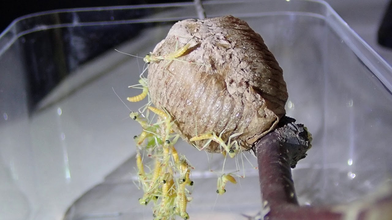 Nacimiento de mantis
