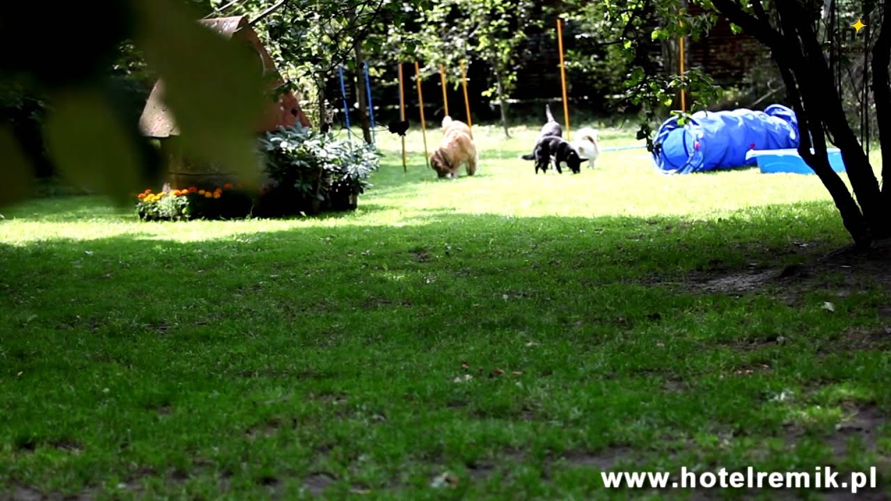 Hotel dla zwierząt REMIK Piaseczno