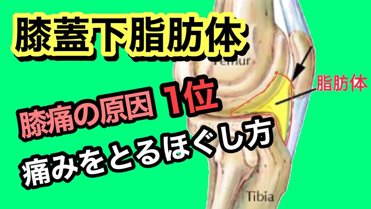 膝痛改善マッサージ！膝痛を治す、膝下脂肪体マッサージを伝授