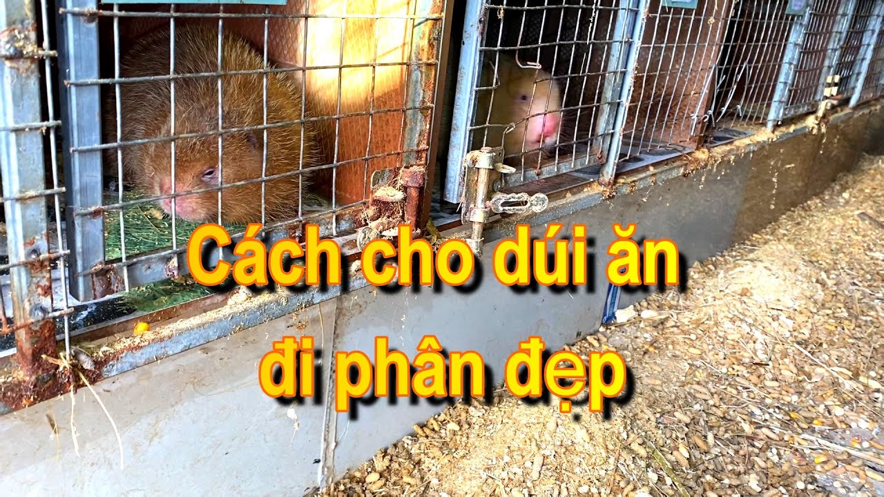 Cách nuôi dúi đi phân đẹp| Hai loại thức ăn cực kỳ quan trọng khi nuôi dúi.
