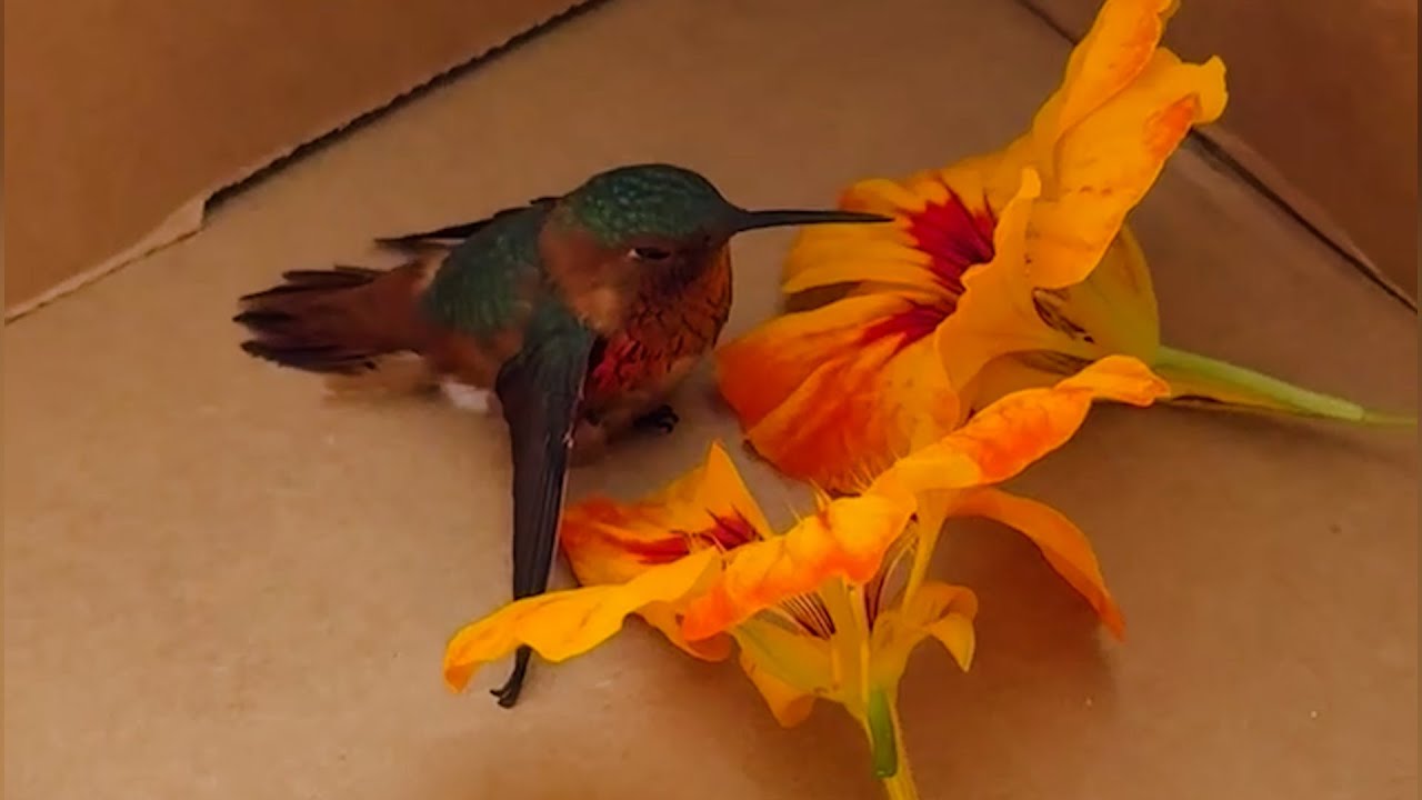 Little Hummingbird Found With A Broken Wing | The Koala