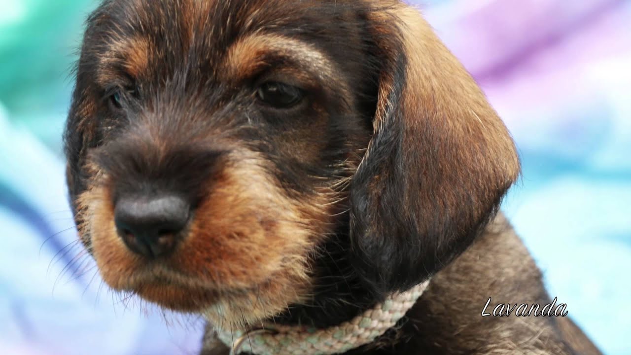 Cuccioli di bassotto a pelo duro, Castelpetroio 