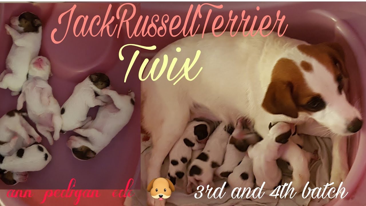 Jack Russell Terrier giving birth | JRTBirth | annpedigancdc