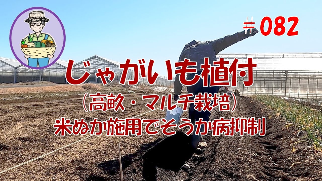 じゃがいも植付（高畝・マルチ栽培）・米ぬか施用でそうか病抑制　第82話　【オーガニック栽培】