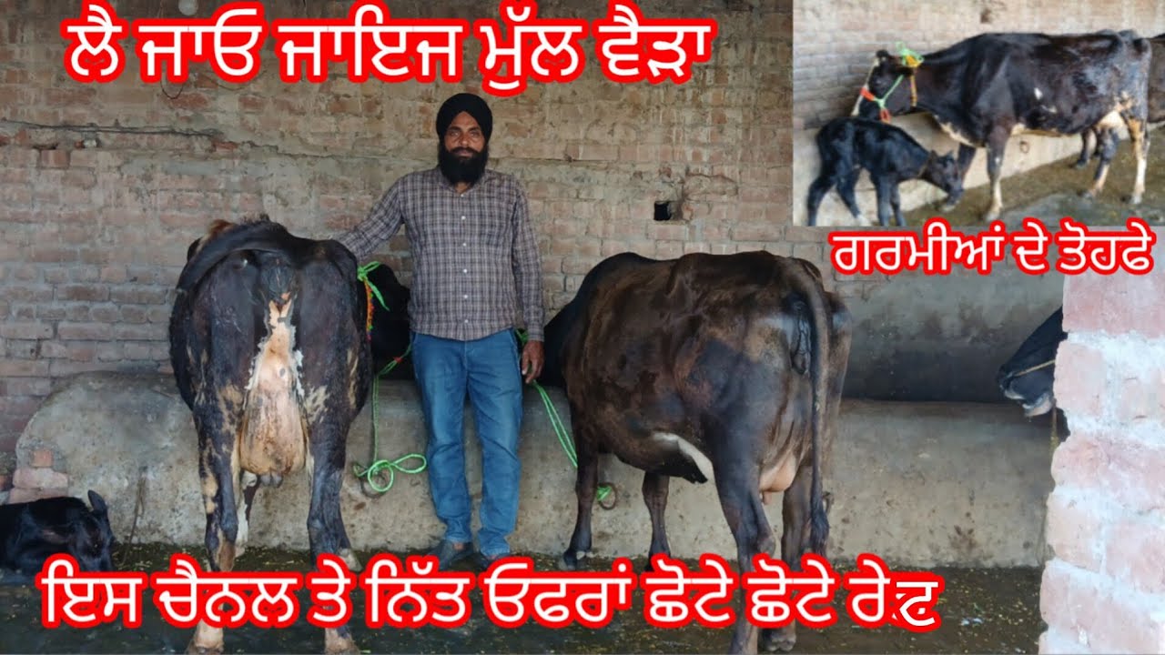 14 March 2026 ਤਾਜ਼ੀ ਸੂਈ ਵੈੜ ਗੱਬਣ ਤਿਆਰ ਵੈੜ ਦੋ ਵੈੜਾ ਜਾਇਜ ਮੁੱਲ /cow for sale /cheema dairy farm 