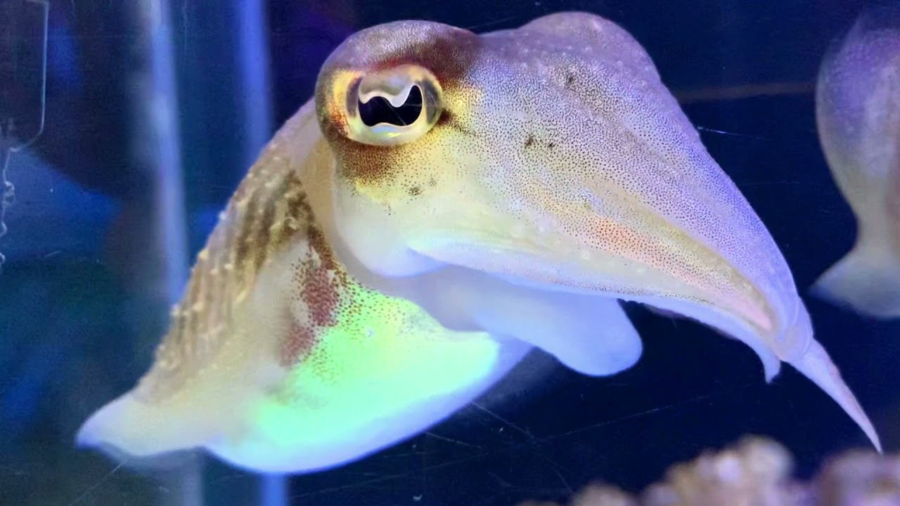Captive bred European common cuttlefish - Sepia officinalis