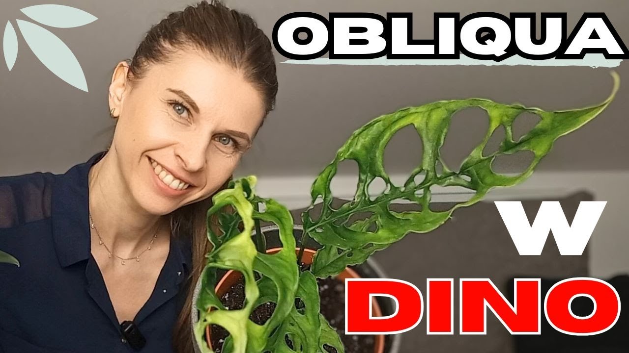 Przesadzam monstery |  Nie kupuję już drogich roślin.