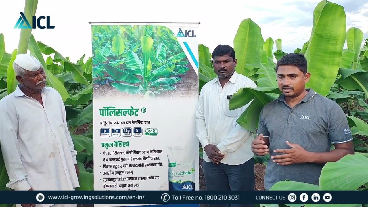 ICL Product Advice | Mr. Satish Mane l Polysulphate | Marathi| ICL India