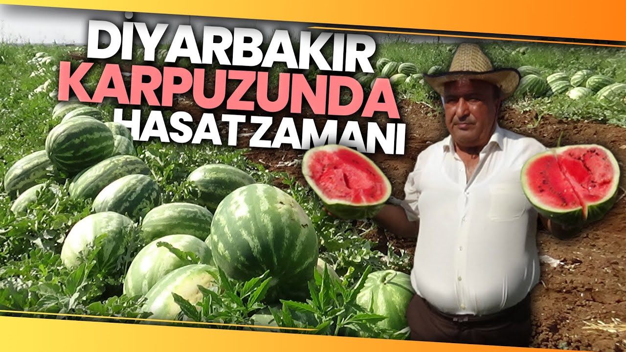 Diyarbakır'ın Tescilli Karpuzunda Hasat Başladı