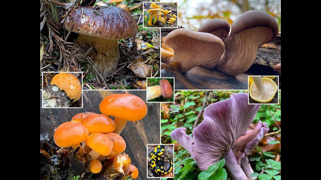 Pilze im November | Die bei uns häufigstens Speisepilze der letzten Jahre im Pilzmonat November