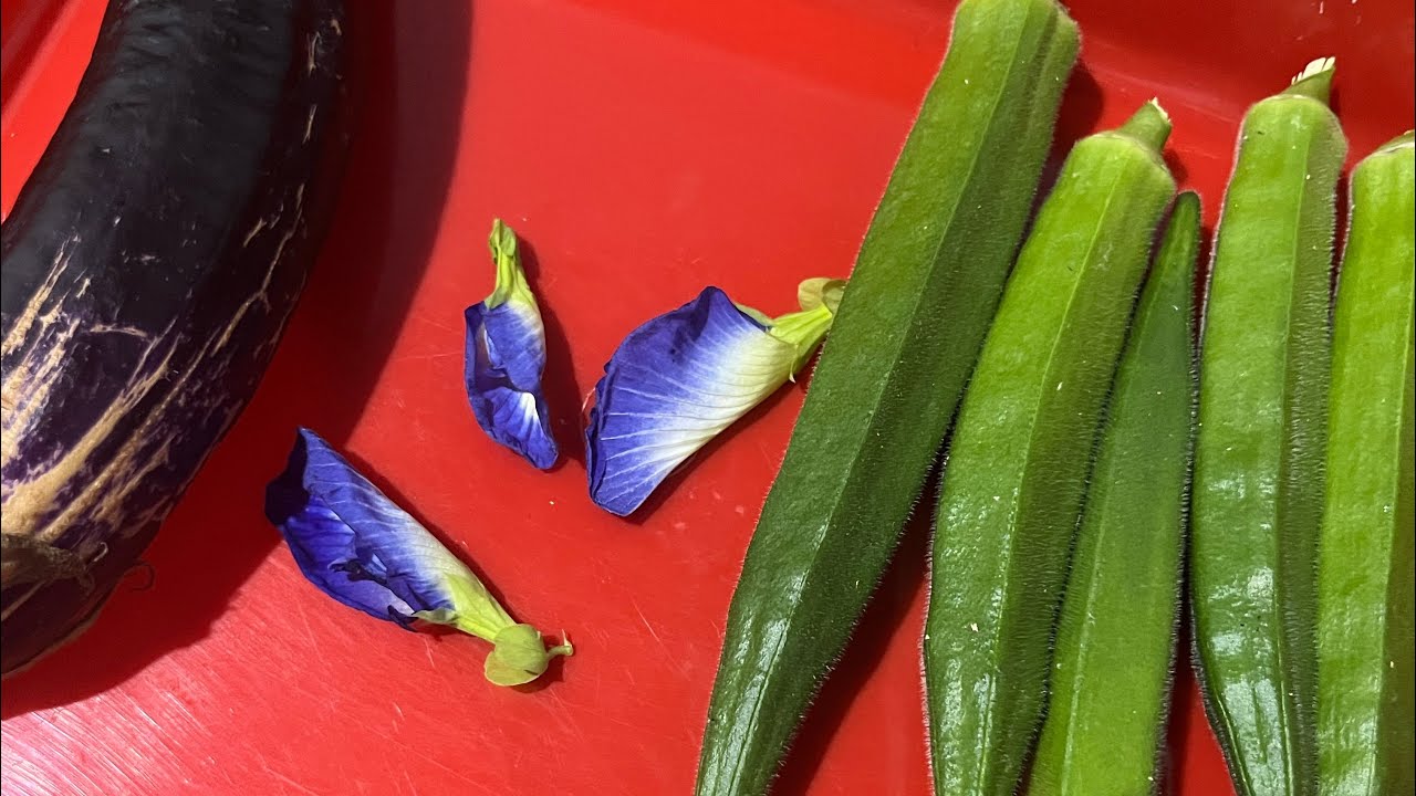 Panen okra 5 biji,1 terong dan bunga telang 