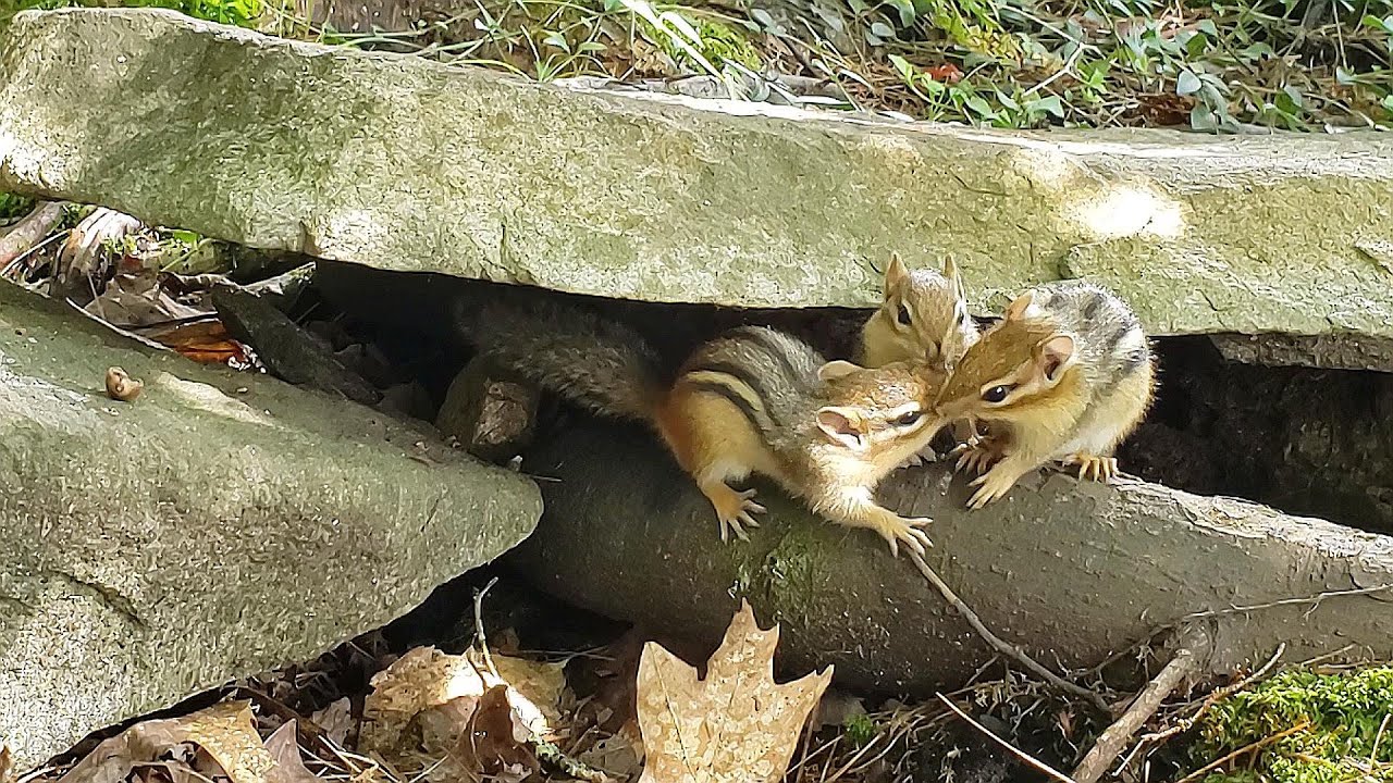 정원에 있는 바위 틈새에 아기 둥지를 만든 엄마 다람쥐 Mother Chipmunk Made A Baby Nest In My Garden